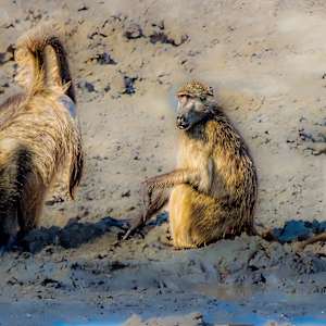 Baboon family at the watering hole, Kruger National Park, South Africa by David Whited
