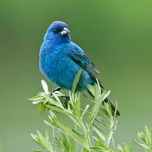 Indigo Bunting,  Springfield Bog, Ohio by David Whited