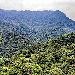 Amazon Jungle, Brazil by David Whited
