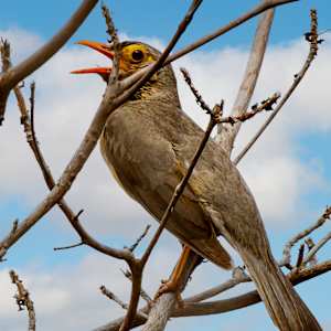 Red-biled 0xpecker, Kruger National Park, South Africa by David Whited