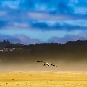 Dusk on the Oregon Coast by David Whited