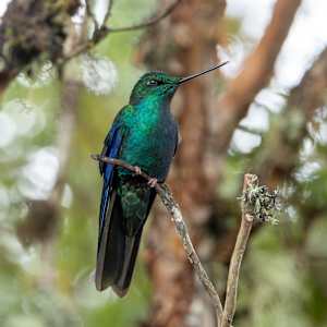Great Sapphirewing by David Whited, Image 1.