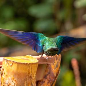 Sparkling Violetear (Colibri coruscans) by David Whited, Image 1.