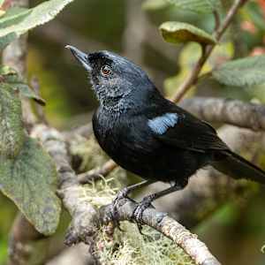 Glossy Flowerpiercer (Diglossa lafresnayii) by David Whited, Image 1.