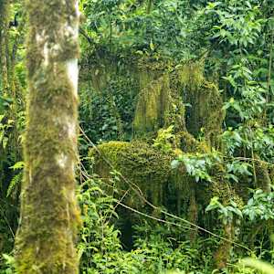 Santa Cruz Island jungle by David Whited, Image 1.