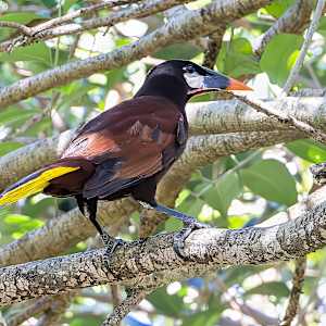 Montezuma oropendola, Costa Rica by David Whited, Image 2.