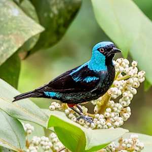 Scarlet-thighed Dacnis, Costa Rica by David Whited