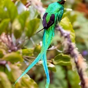 Resplendent quetzal male, Costa Rica by David Whited