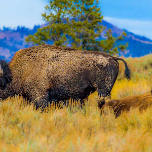 Bison family, Yellowstone National Park, Wyoming, USA by David Whited