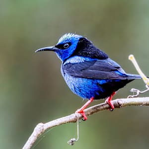 Red-legged honeycreeper, Costa Rica by David Whited