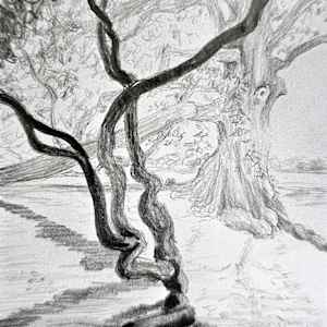 The Birthing Tree: Sketch by Tashina Marie  Image: Left panel-The Birthing Tree is an American Heritage Tree in McMinnville, TN. This White oak was a landmark that pilgrims stopped at for extended stays and often gave birth beneath its vast canopy. There is a legend that children born here were destined to have lives of good fortune.