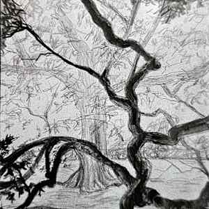 The Birthing Tree: Sketch by Tashina Marie  Image: Right panel-The Birthing Tree is an American Heritage Tree in McMinnville, TN. This White oak was a landmark that pilgrims stopped at for extended stays and often gave birth beneath its vast canopy. There is a legend that children born here were destined to have lives of good fortune.