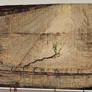 Homeless Near a Thousand Homes I Stood by Tashina Marie 