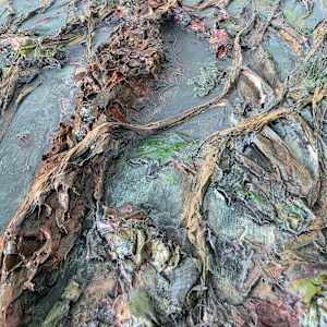 Flesh Of the Earth, Bloom of the Soul by Tashina Marie 