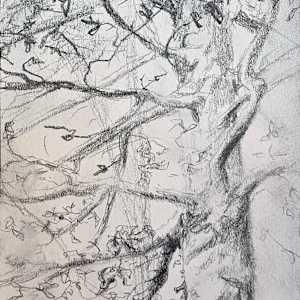 Hammock Study by Tashina Marie