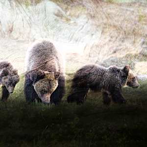 She Who Walks Before by Tashina Marie