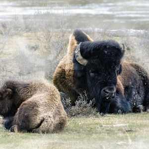 Guarding The Way Forward by Tashina Marie