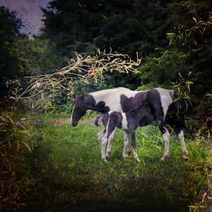 By What Is Given, They Become by Tashina Marie