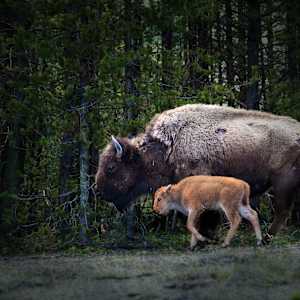 The Path Of The Sacred Ones by Tashina Marie