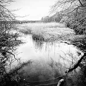 Marsh Alcove by Rodney Artiles, Image 1.
