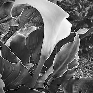 Calla Lilly by Rodney Artiles, Image 2.