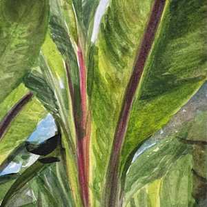 Mexico City Botanical Gardens Green Leaves by Regina Allen, Image 1.