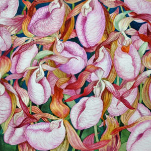Moccasin Flower Field II by Helen R Klebesadel, Image 1.