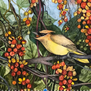 Greeting Card - American Bittersweet by Helen R Klebesadel 