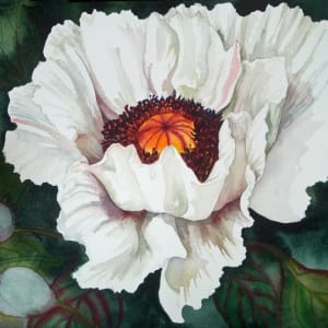 The Last White Poppy  a limited giclee print of an original watercolor 