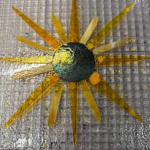 Streaky Gold, Dichroic, and Clear Iridescent Sunburst #1 by Candice Treat Murphy, Image 1.