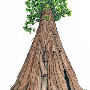 Intrepid Redwood by Matt Harline