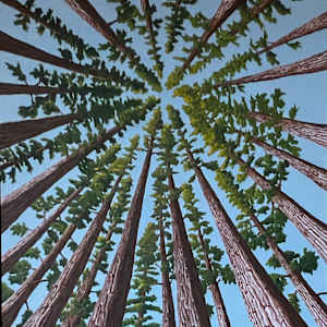 Redwood Meditation by Matt Harline