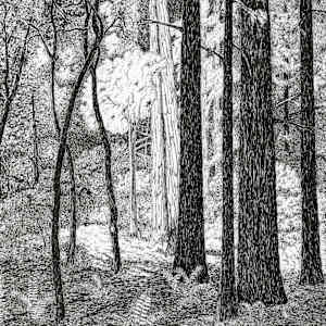 Sunlight and Shadow by Matt Harline