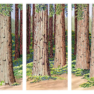 Wandering Among Redwoods by Matt Harline