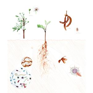 Acacia gerrardi Illustration by Robyn Palescandolo