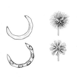 Acacia gerrardi Seed Pods and Flowers by Robyn Palescandolo