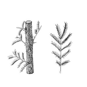 Acacia gerrardi Trunk and Leaves by Robyn Palescandolo