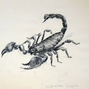 Centruroides Scorpion by Roy Hocking