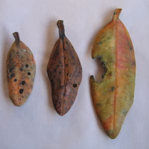 Carved Leaf - Pohutukawa  . .  (08097) by Liz McAuliffe 