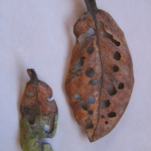 Carved Leaf - Pohutukawa  . .  (08096) 'On The Turn' by Liz McAuliffe 