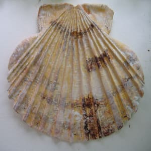 Broken Scallop Shell . Lge .. (16110) by Liz McAuliffe 