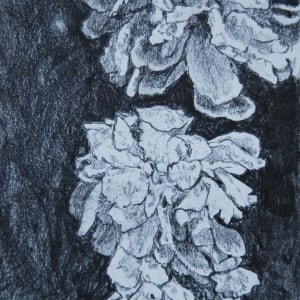 CHRYSANTHEMUMS B&W- Set of three drawings by CATHY KLUTHE