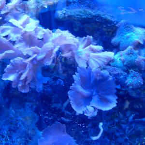 Jenkinson's Aquarium / Point Pleasant Beach Series 3 - V. 1 (unedited photography, limited edition of 3, displayed in a silver frame) by Michael Hanna