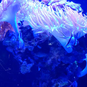 Jenkinson's Aquarium Series 4 - V. 10 (unedited photography, limited edition of 3, displayed in a silver frame) by Michael Hanna