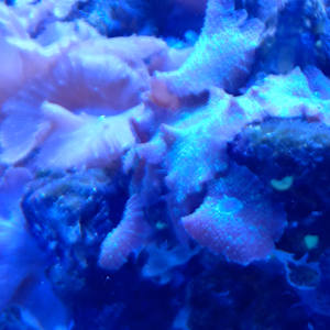 Jenkinson's Aquarium Series 4 - V. 11 (unedited photography, limited edition of 3, displayed in a silver frame) by Michael Hanna