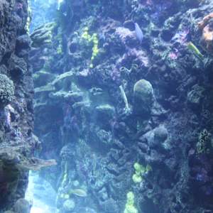 Tennessee Aquarium Series 1 (unedited photography, limited edition of 3, displayed in a silver frame) by Michael Hanna