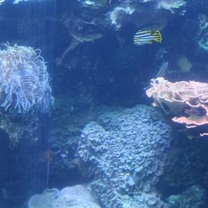 Georgia Aquarium Series 1 (unedited photography, limited edition of 3, displayed in a silver frame) by Michael Hanna