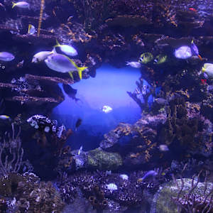 Tennessee Aquarium Series 1 (unedited photography, limited edition of 3, displayed in a silver frame) by Michael Hanna