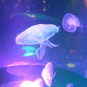 Tennessee Aquarium Series 1 (unedited photography, limited edition of 3, displayed in a silver frame) by Michael Hanna