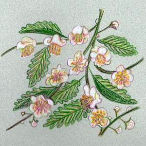 Tea camellia by Janet Danforth, Image 1.